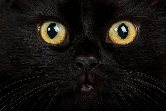 face of black cat closeup