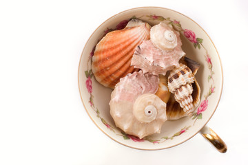 Seashells in the cup from top over white background