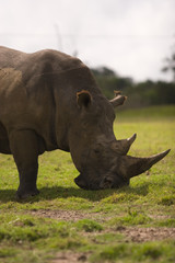 A white rhino grazing on grassland