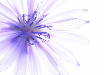Close-up of blue corn flower with white background