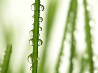 Close-up of fresh green straws with water drops - 6091678