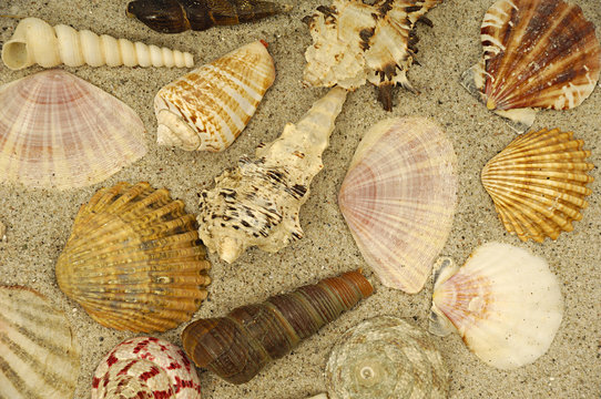 Collection with many different shells in the sand