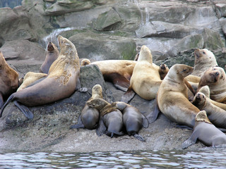 Stellar Sea Lion Pups 1
