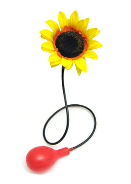 Fleur de clown