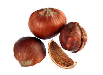 Hazel nut group isolated on white background