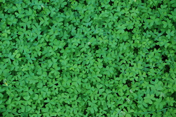 Clover floor