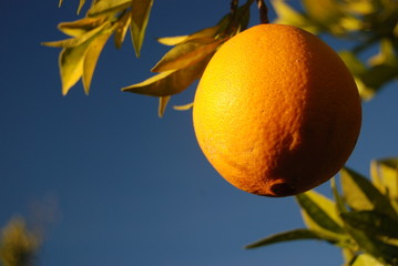 Orange close up