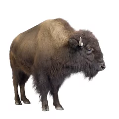 Foto auf Acrylglas Büffel Bison