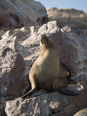 Wildlife on Islas Ballestas in Peru, Paracas Natural Park