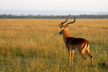 Male gazelle looking out for danger in savannah
