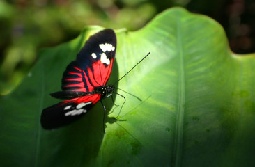 Fototapeta premium In The Light