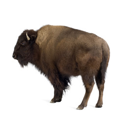 Bison