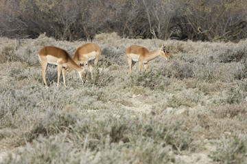 antilopes