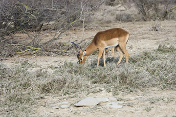 antilope