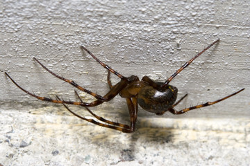 Hanging spider