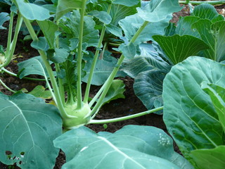 Kohlrabi
