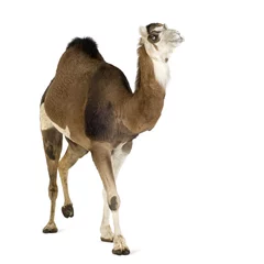 Zelfklevend Fotobehang Kameel kameel