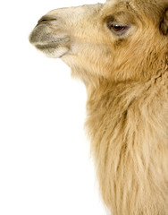 Fototapeta premium dromedary