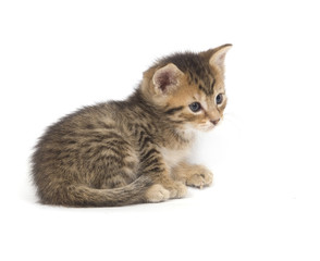 Tabby kitten resting on white background