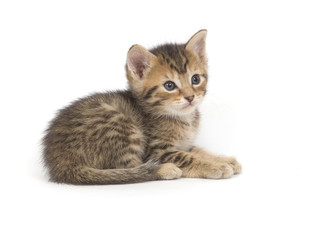 Obraz premium Tabby kitten resting on white background