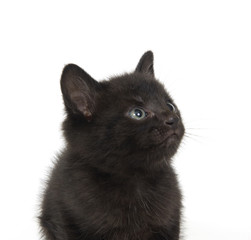 Black kitten on white background