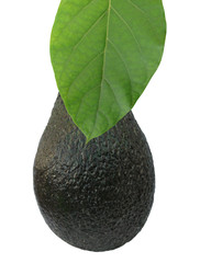 Avocado and leaf
