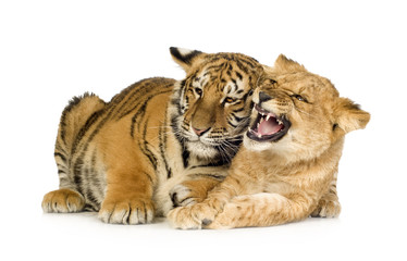 Fototapeta premium Lion Cub (5 months) and tiger cub (5 months)