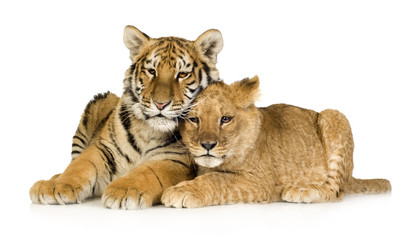 Fototapeta premium Lion Cub (5 miesięcy) i tygrys (5 miesięcy)