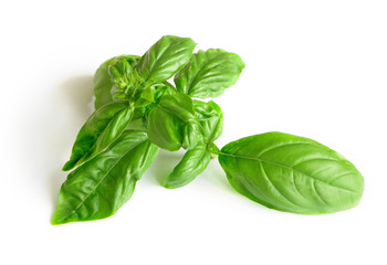 Basil with white background.