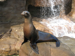 Seal 3