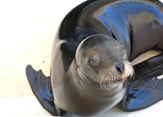 Seal 4