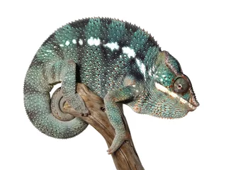 Crédence de cuisine en verre imprimé Caméléon caméléon mâle coloré