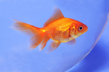 goldfish in bocal