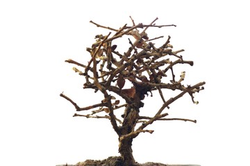 Dried tree on white background