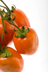 isolated branch of red tomato on the white background