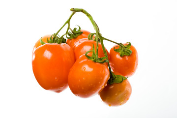 isolated branch of red tomato on the white background