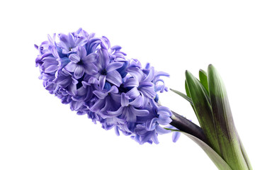 purple hyacinth isolated on white - seasonal flower - 6098888