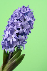 purple hyacinth on green - seasonal flower