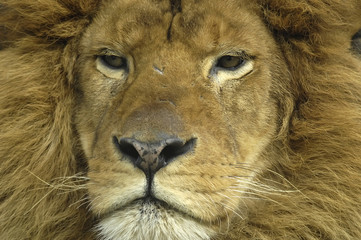 Lion resting or watching potential prey