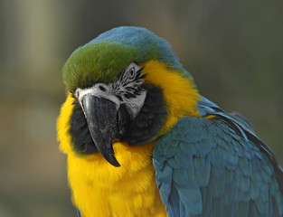 Colorful parrot watching the photographer