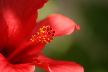 roter hibiskus © Martina Stumpp