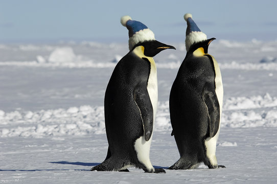 Antarctic penguin pair with caps