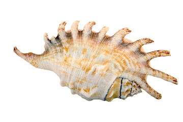 Shell isolated on white