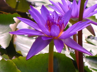 water flower