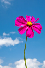 Fleur rose sous ciel bleu