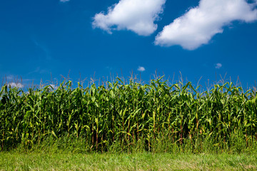 Epis de mais sur ciel bleu et nuages