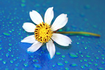 close-up of chamomile with water drop, macro