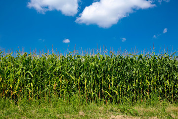 Epi de mais sur ciel bleu et nuages