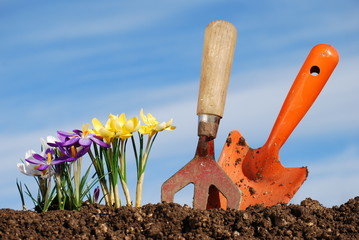 Crocuses, Trowel and Fork