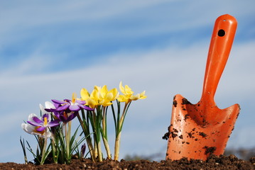 Crocuses and Trowel